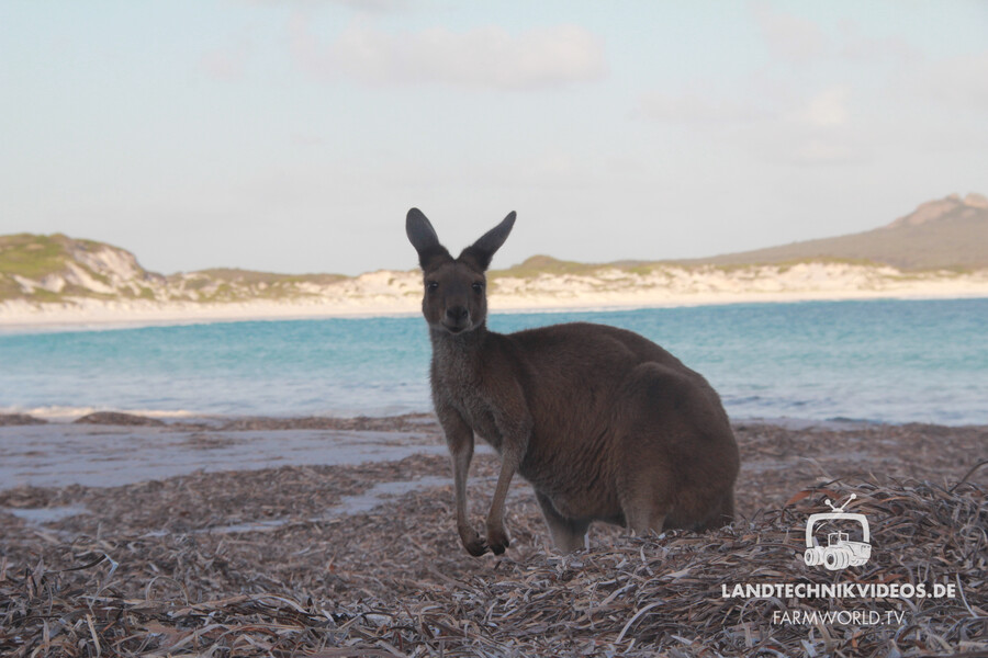 Kangaroo at Lucky Bay beach near Esperance in Western Australia.jpg
